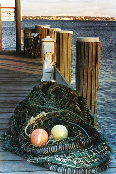 nets.jpg (231251 bytes)