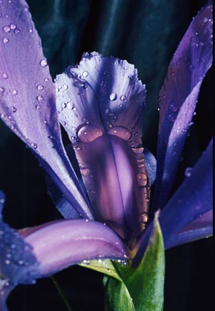 iris-05-15a-tn.jpg (59009 bytes)