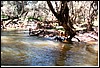 dogsmooreriver.jpg