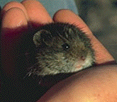 Are you a lemming?