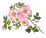 [wildflower]