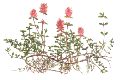 [wildflower]