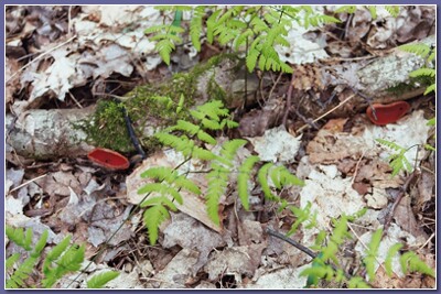 [Red fungus]