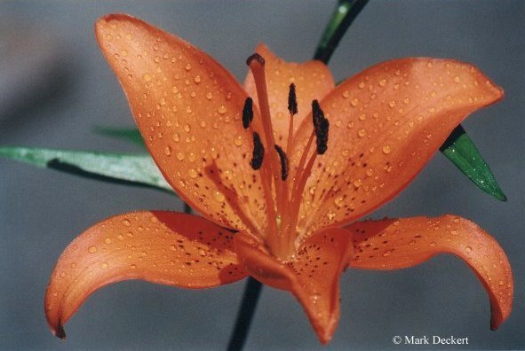 Flower36