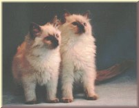 mewsicats