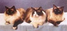 The Ragdoll Fancier's Club International Site