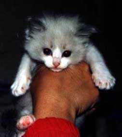A Ragdoll Baby
