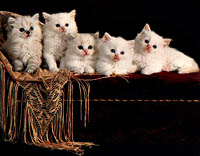 Flame Point Blue BiColor Mitted Lynx