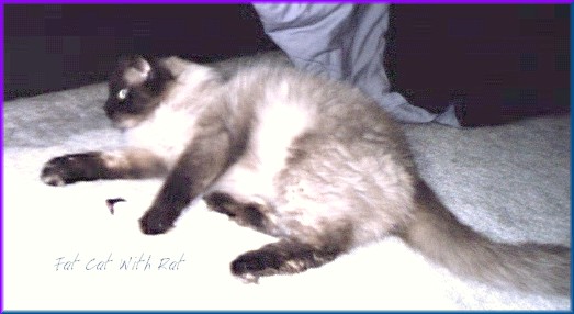 My Prince Gabriel of Starr's Ragdoll Cattery
