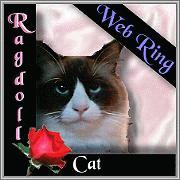 A Ragdoll Cat