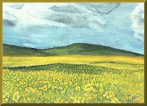 A Watercolor of Canola Fields