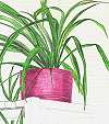 A rendering of my spider plant