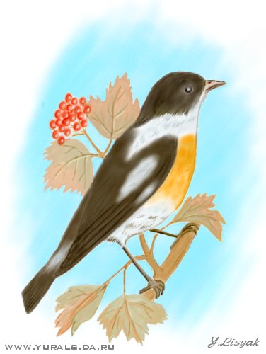 Bird.jpg (28863 bytes)