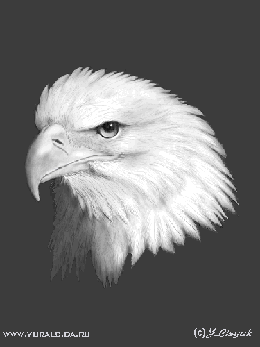 eagle.gif (31385 bytes)