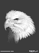 eagle.gif (2923 bytes)