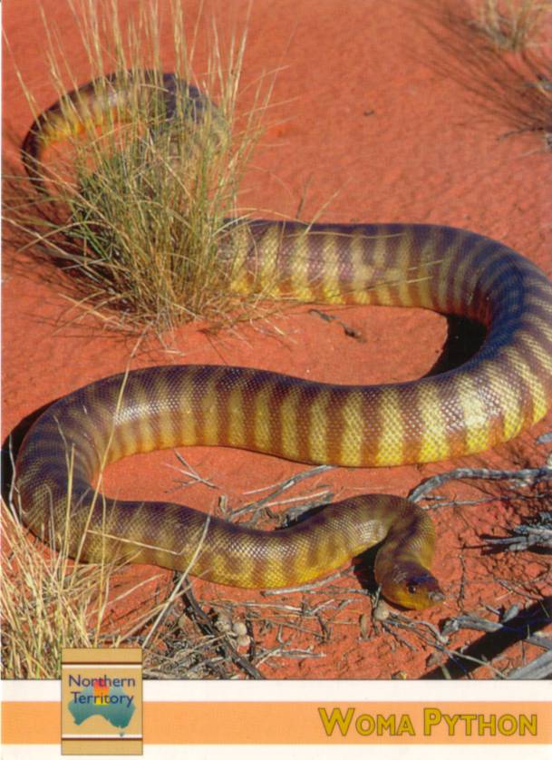Postcard cover - Woma Python