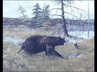 bear in beaver dam