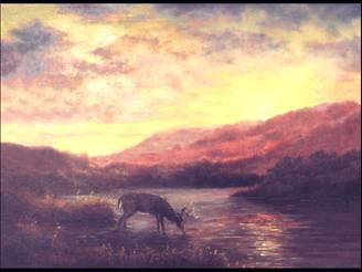 sunset buck at lake