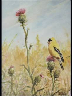 goldfinch on thistles