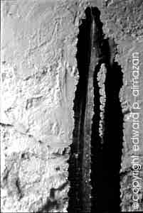 Jen's famous cactus...R.I.P.