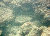 Another underwater shot