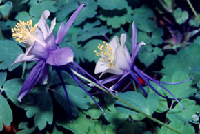 Photograph of Columbine