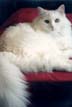 Cat Portrait