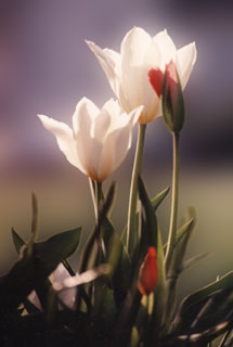 Photograph of Backlighted Crocus
