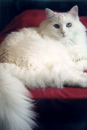 Photograph of Beautiful White Cat