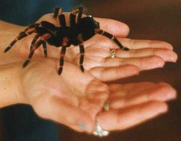 ...me pidió
de favor
que le cuidara
a su tarántula