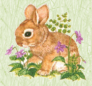 Bunny Picture!