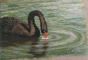 Black Swan -11x14 pastel