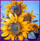 girasoli - olio su tela 50x50
