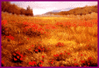 papaveri - olio su tela 50x70