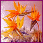 strelizie - olio su tela 50x50