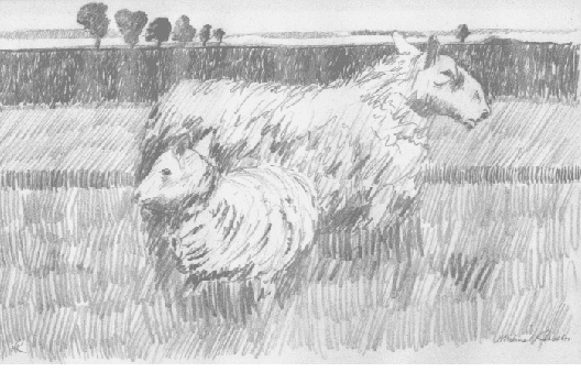 Sheep Drawing3