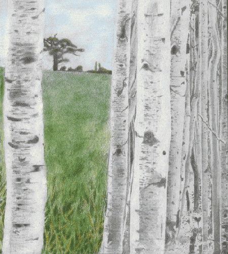 :-Drawing Birches.