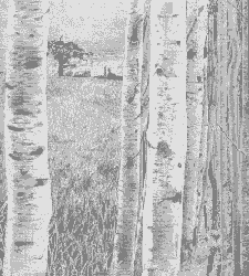 Drawing:- Birches,select to view the big picture.