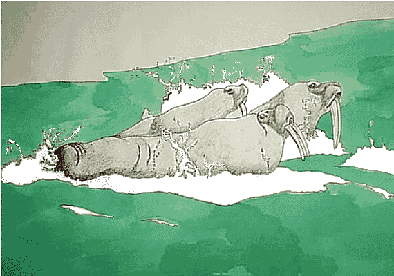 Walrus 2