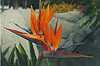 Bird of Paradise