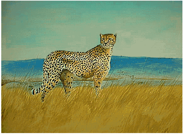 Cheetah