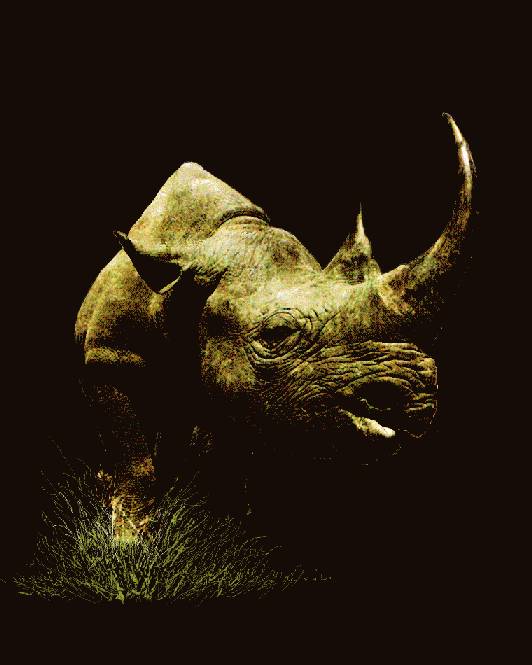 Rhino