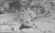 sheep drawing 1