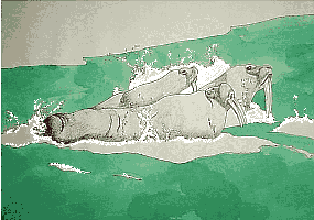 select Walrus 2 for larger view