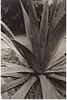 Yucca Plant