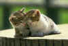 2cat.jpg (19658 bytes)