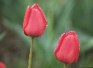 Tulips© Jay Photos
