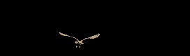Soaring Eagle