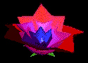 Blooming Flower