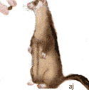 A Ferret Begging For A Handout - A.J.'s Ferrets